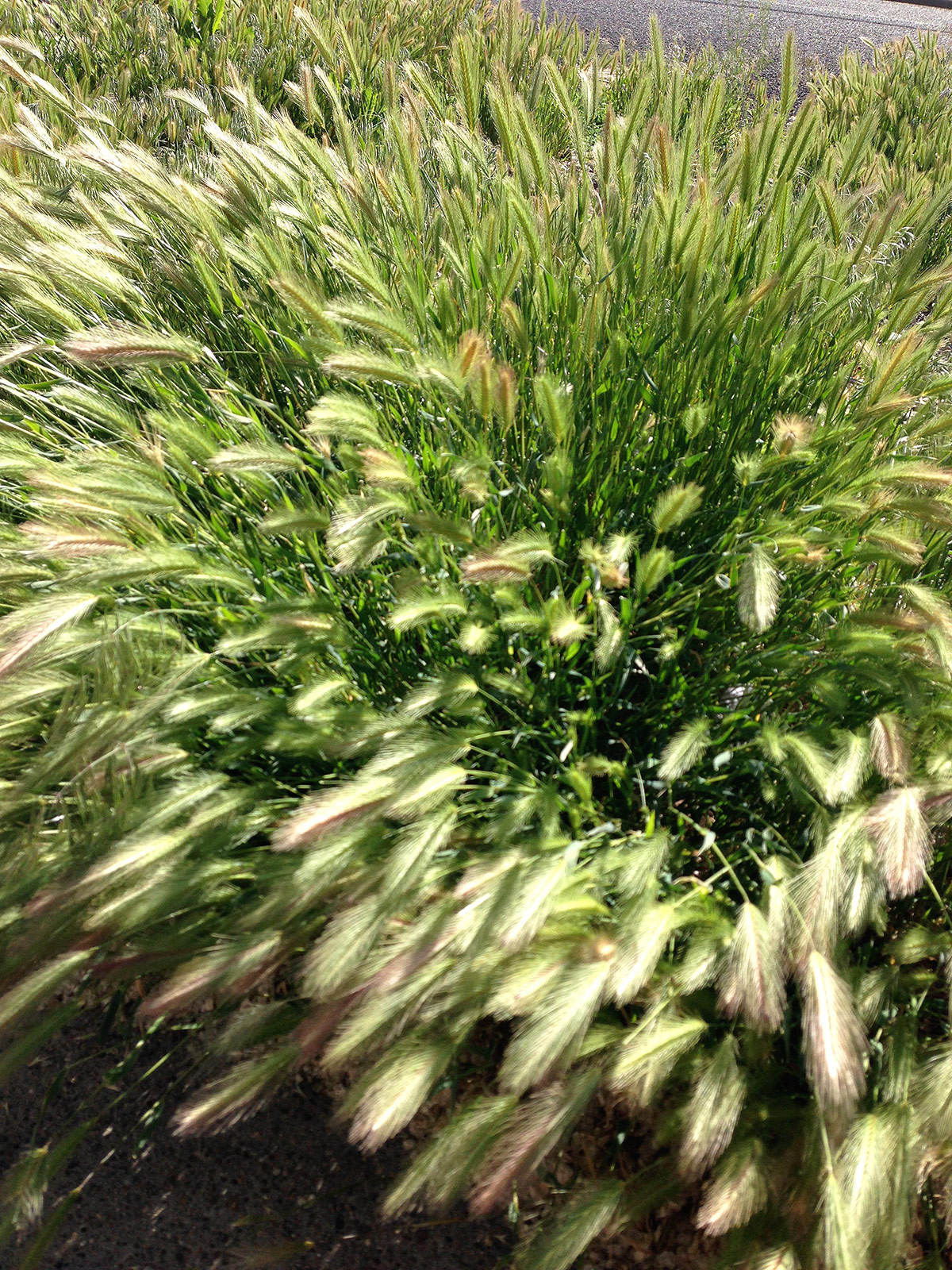 Orchard Grass
